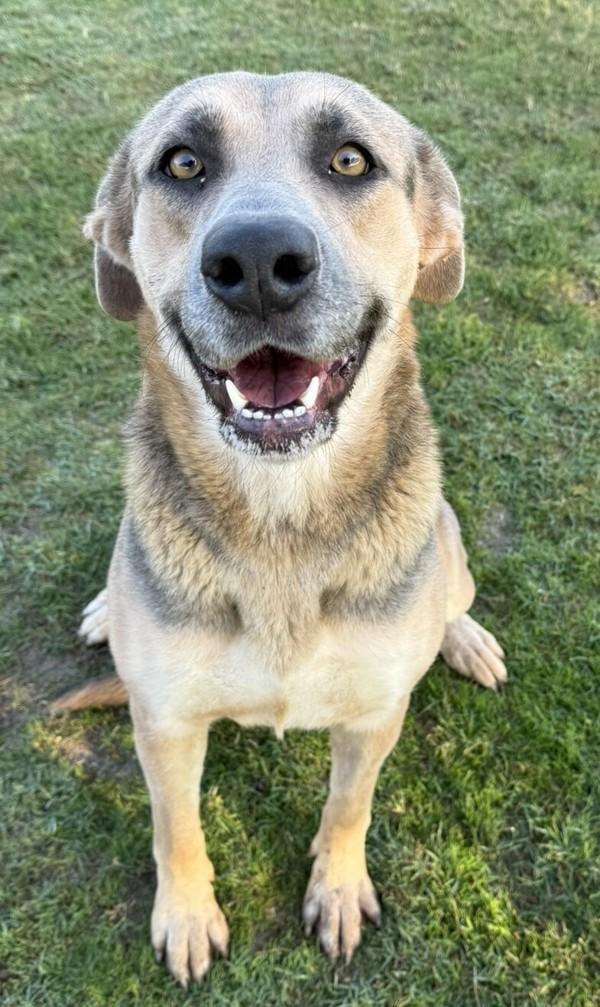 Enlarge Autumn, a Adoptable mixed breed in Tulare, CA image 6/6