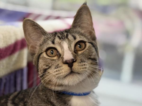 Ezra, Adoptable, Kitten Male Domestic Short Hair.