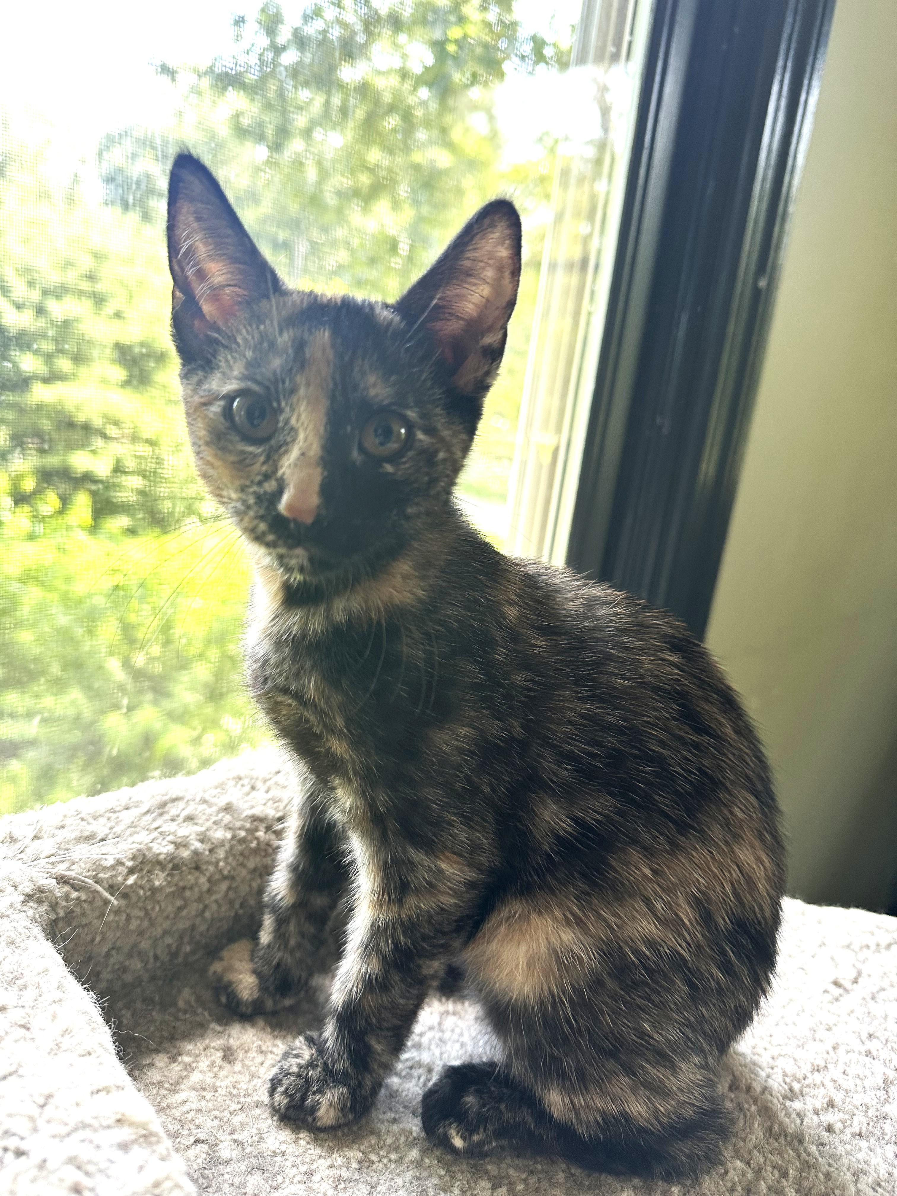 Iris