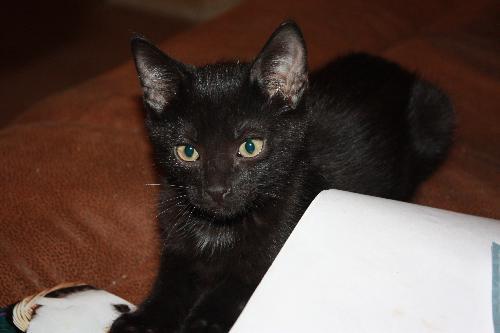 Merlot, Adoptable, Adult Female Domestic Short Hair & Burmese.