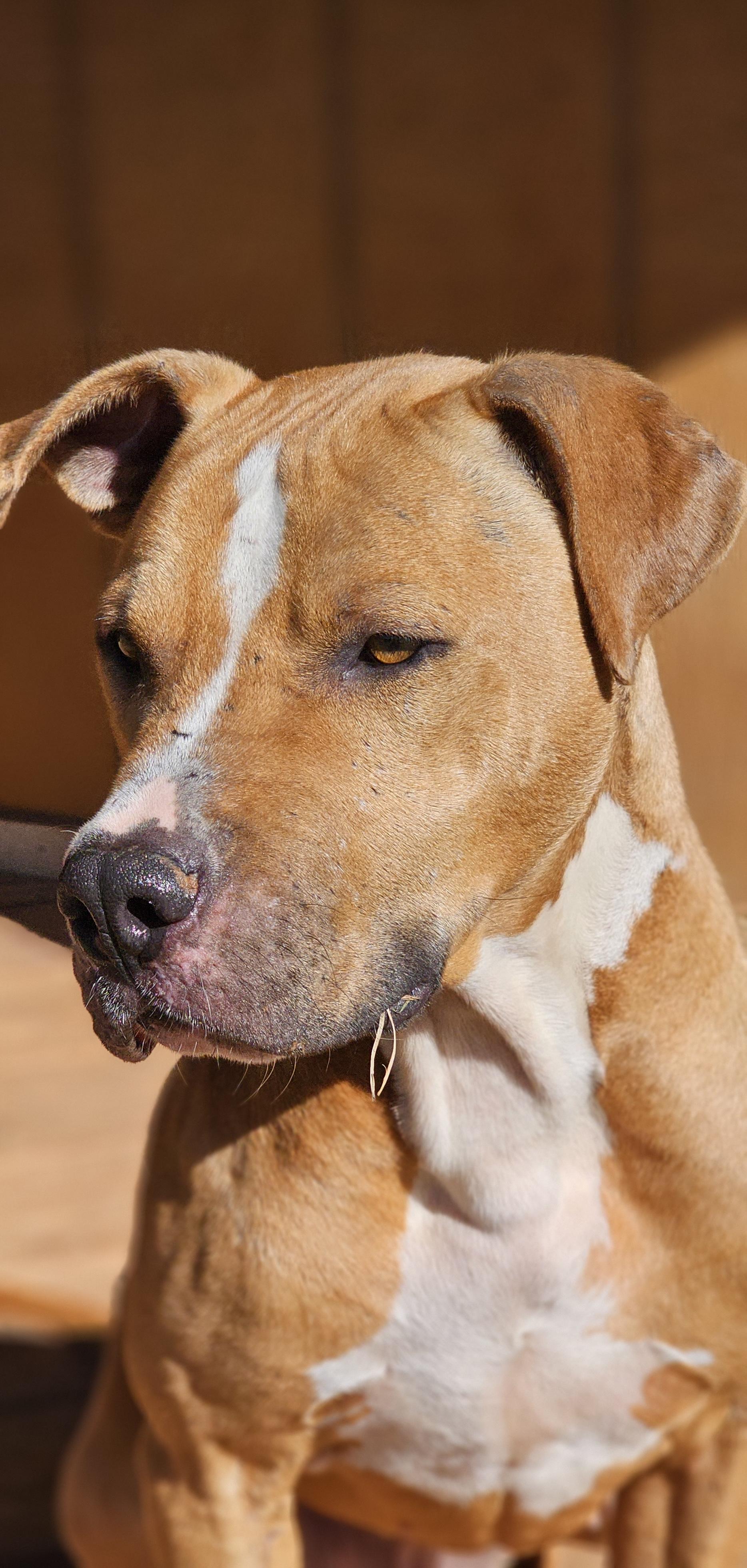 Slim, a Adoptable American Staffordshire Terrier in Marshallville, GA image 4/6