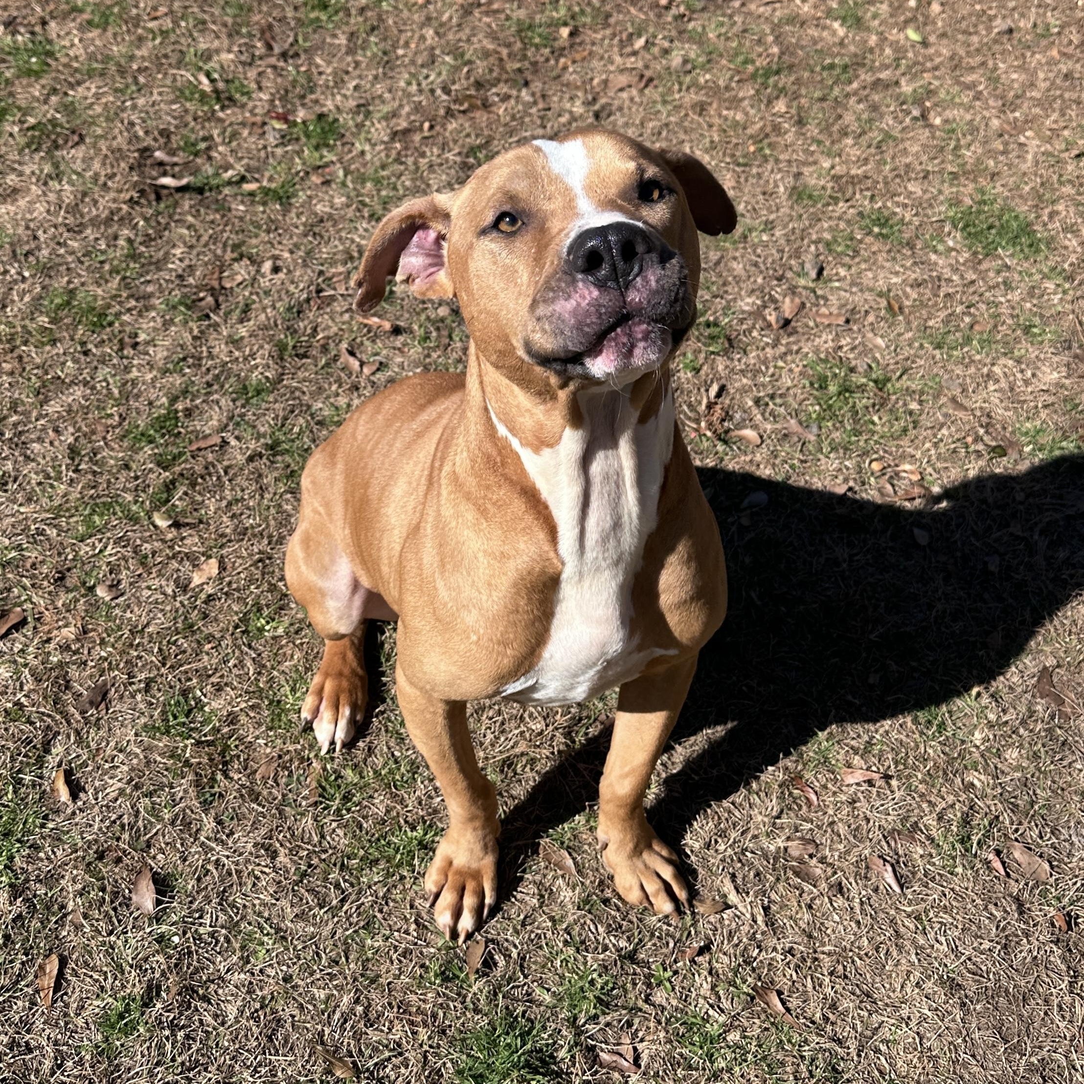Slim, a Adoptable American Staffordshire Terrier in Marshallville, GA image 5/6