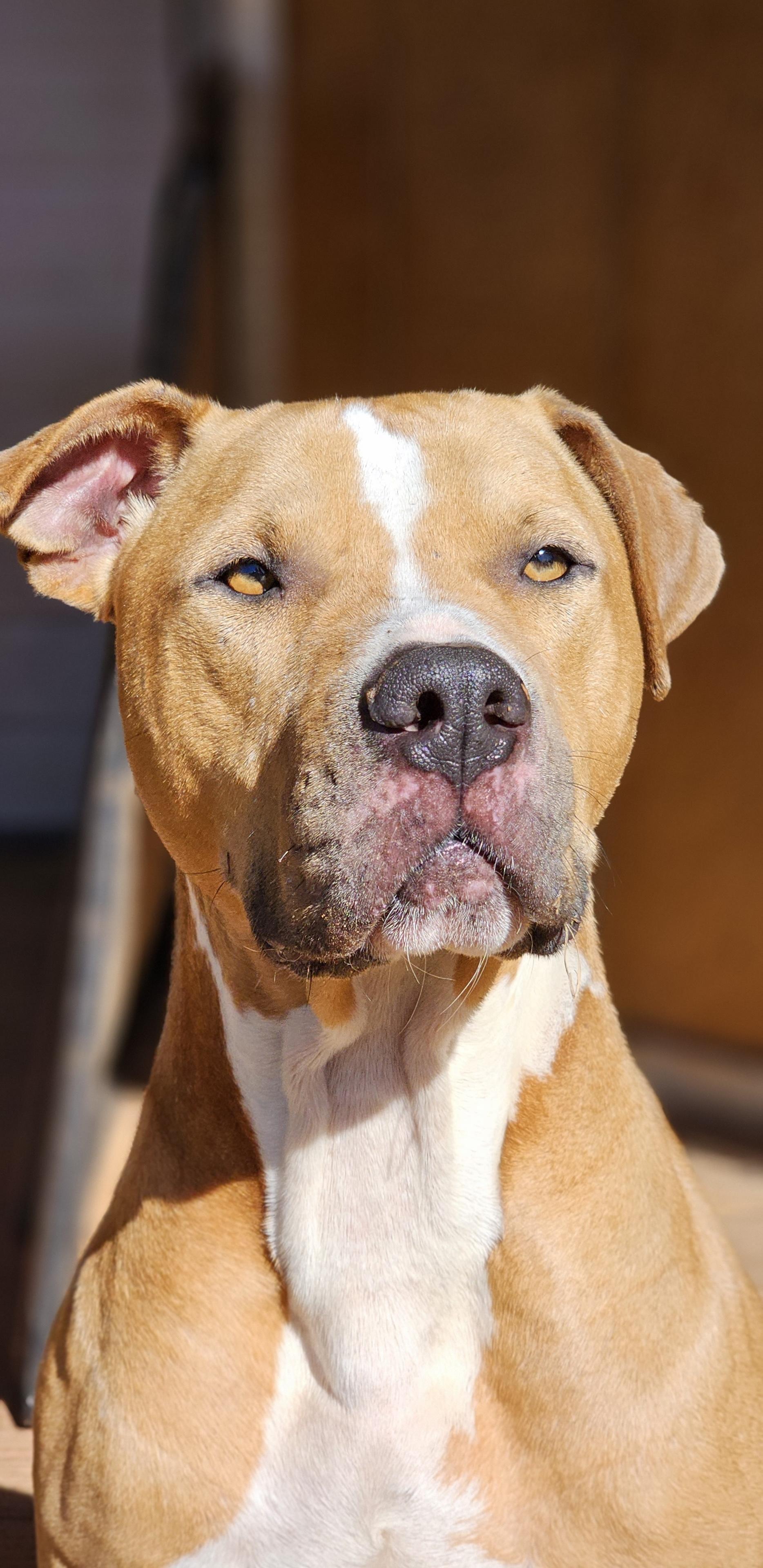 Slim, a Adoptable American Staffordshire Terrier in Marshallville, GA image 1/6