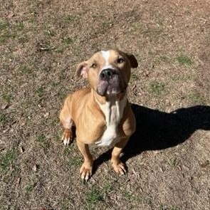 Slim, a Adoptable American Staffordshire Terrier in Marshallville, GA image 3/6