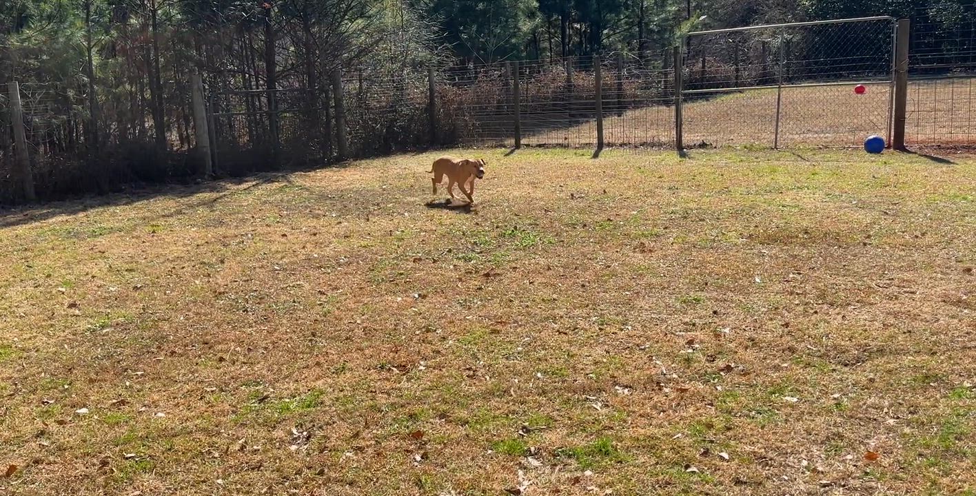 Enlarge Slim, a Adoptable American Staffordshire Terrier in Marshallville, GA video 6/6