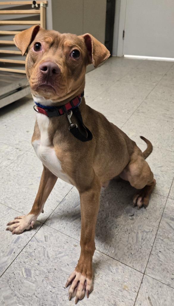 Linzer, Adoptable, Young Male Terrier.