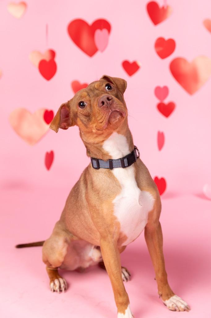 Linzer, a Adoptable mixed breed in Sandusky, OH image 1/4