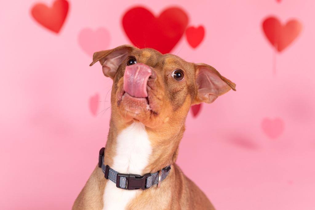 Linzer, a Adoptable mixed breed in Sandusky, OH image 2/4