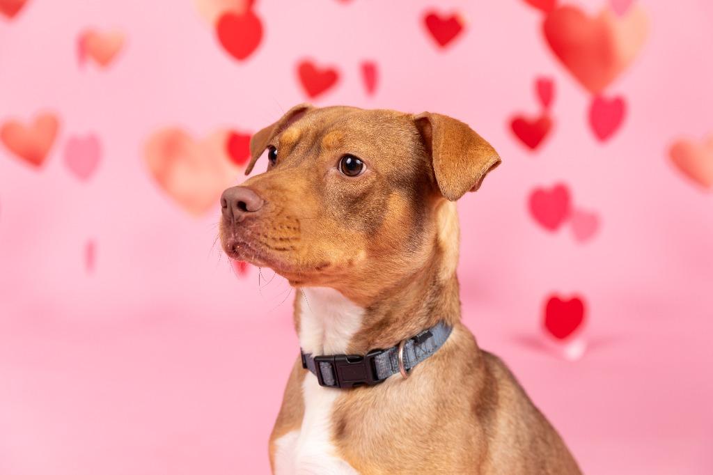 Linzer, a Adoptable mixed breed in Sandusky, OH image 4/4