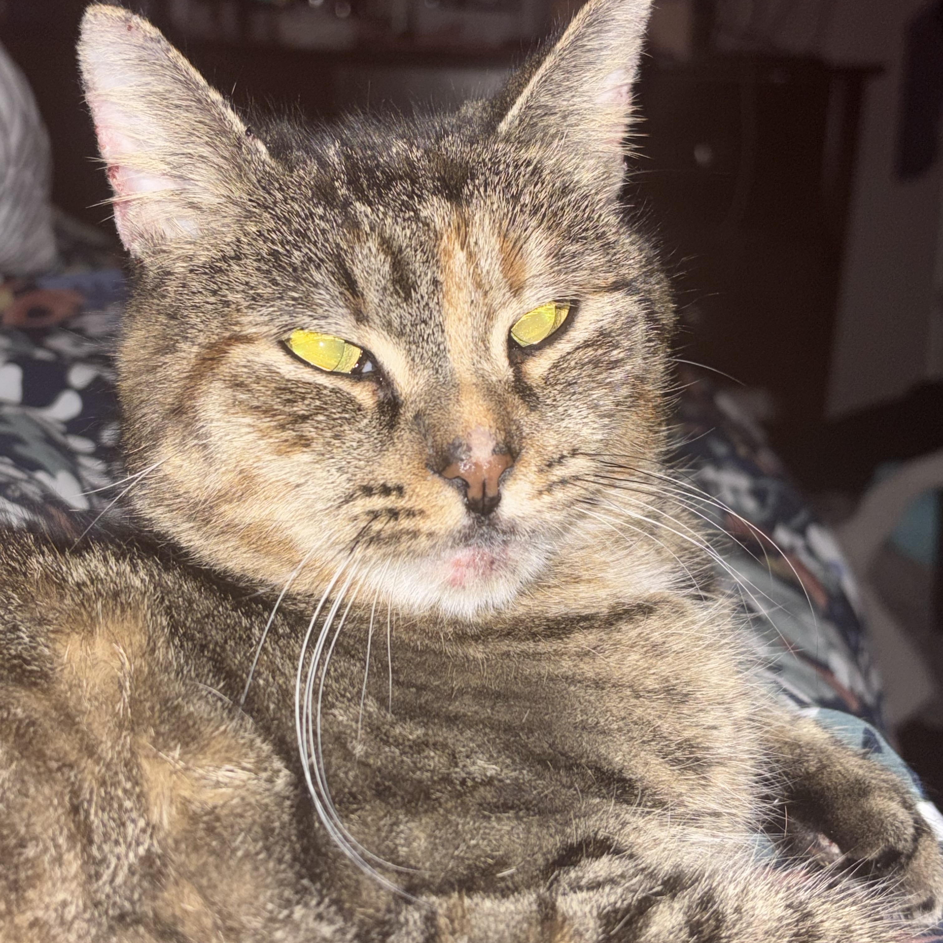 Olivia ( Sweet & Friendly), a Adoptable American Shorthair in Staten Island, NY image 1/6