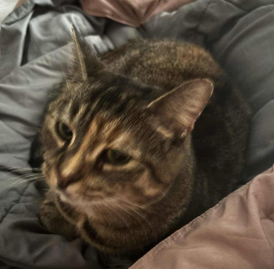 Olivia ( Sweet & Friendly), a Adoptable American Shorthair in Staten Island, NY image 2/6