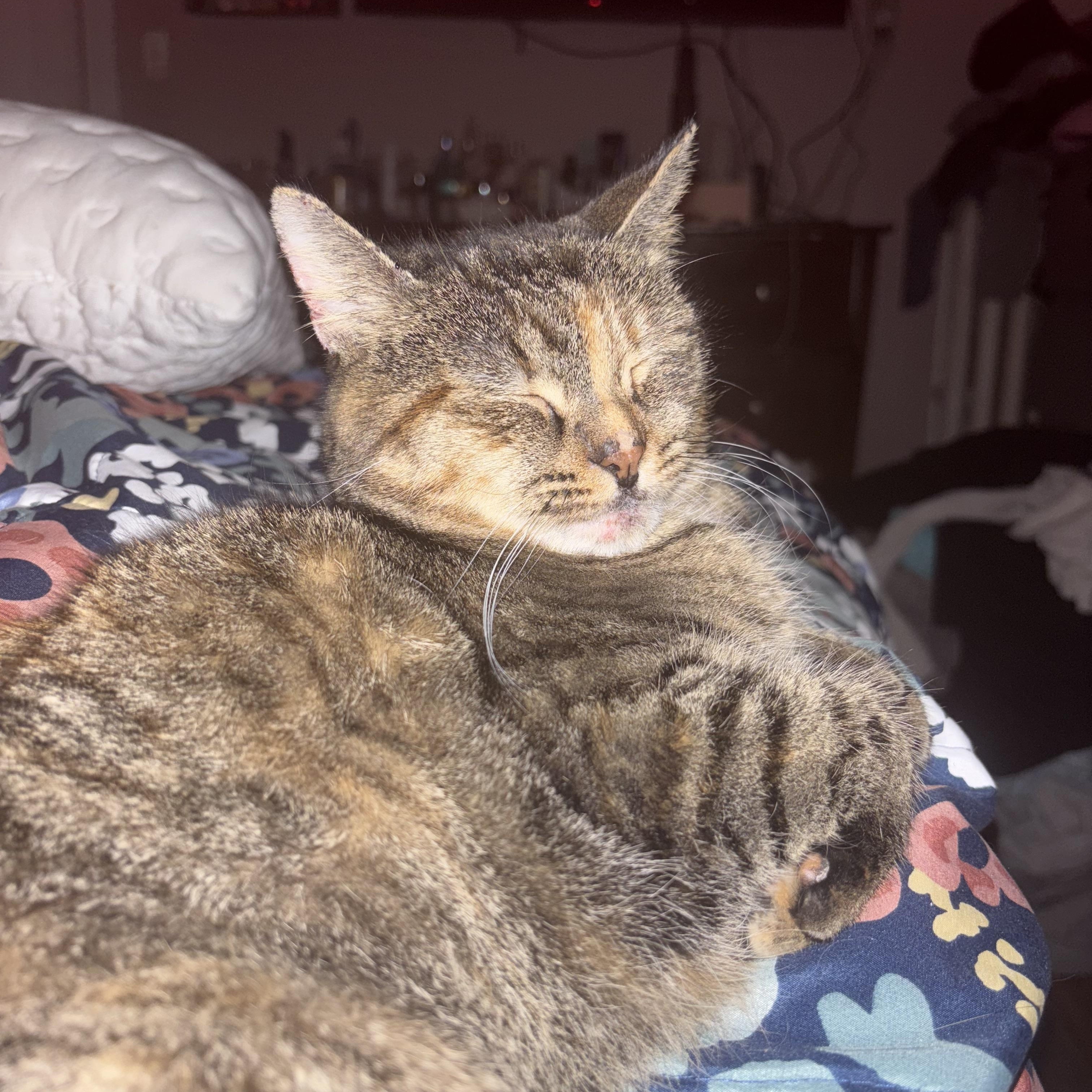 Olivia ( Sweet & Friendly), a Adoptable American Shorthair in Staten Island, NY image 3/6