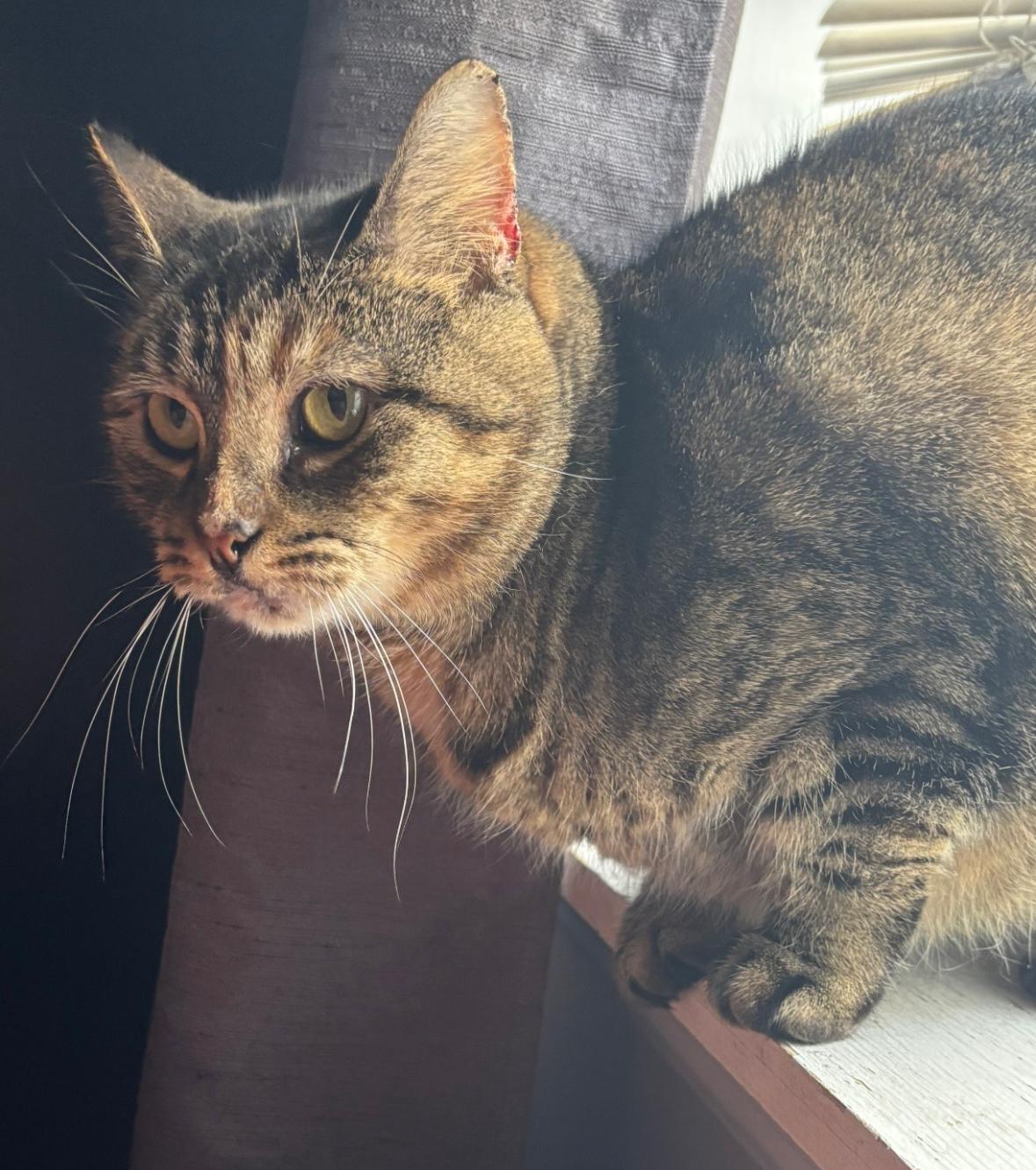 Olivia ( Sweet & Friendly), a Adoptable American Shorthair in Staten Island, NY image 4/6