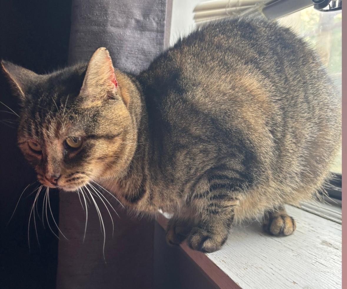 Olivia ( Sweet & Friendly), a Adoptable American Shorthair in Staten Island, NY image 5/6