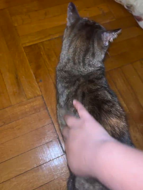 Enlarge Olivia ( Sweet & Friendly), a Adoptable American Shorthair in Staten Island, NY video 6/6