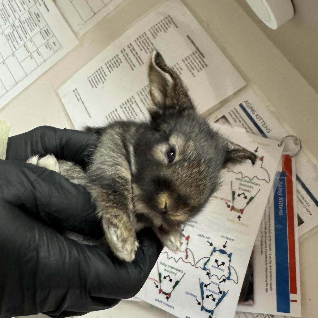 Enlarge Cheese, a Adoptable Rex in Murray, UT image 2/3