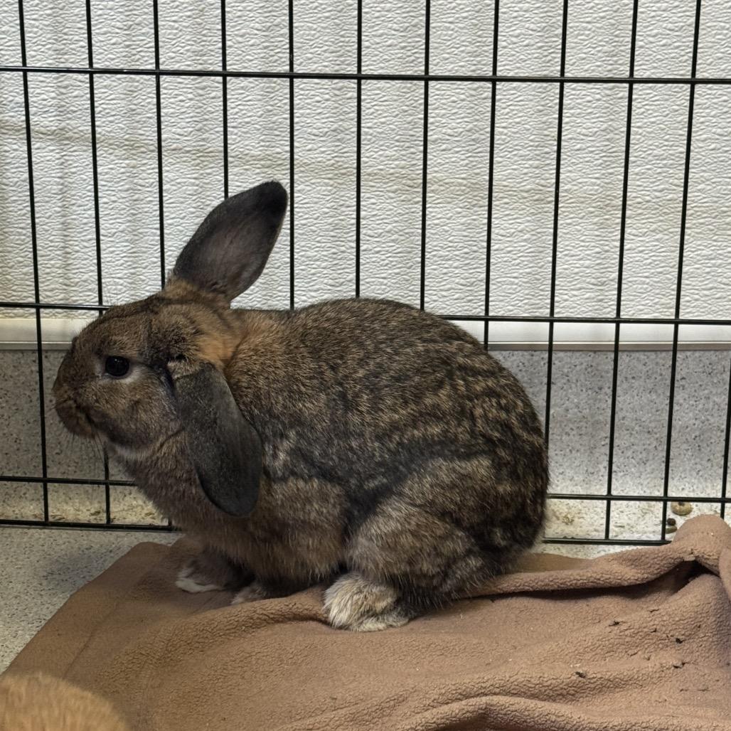 Enlarge Cheese, a Adoptable Rex in Murray, UT image 3/3