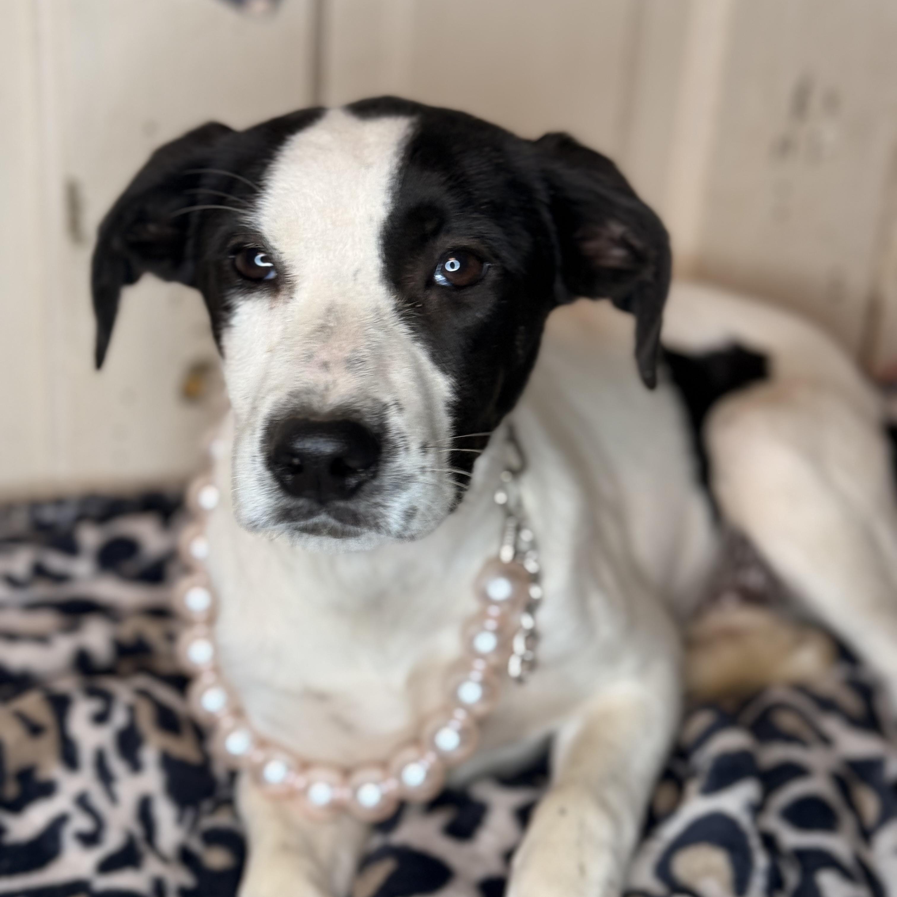 Noelle, adopted, Puppy Female Coonhound & Pointer.