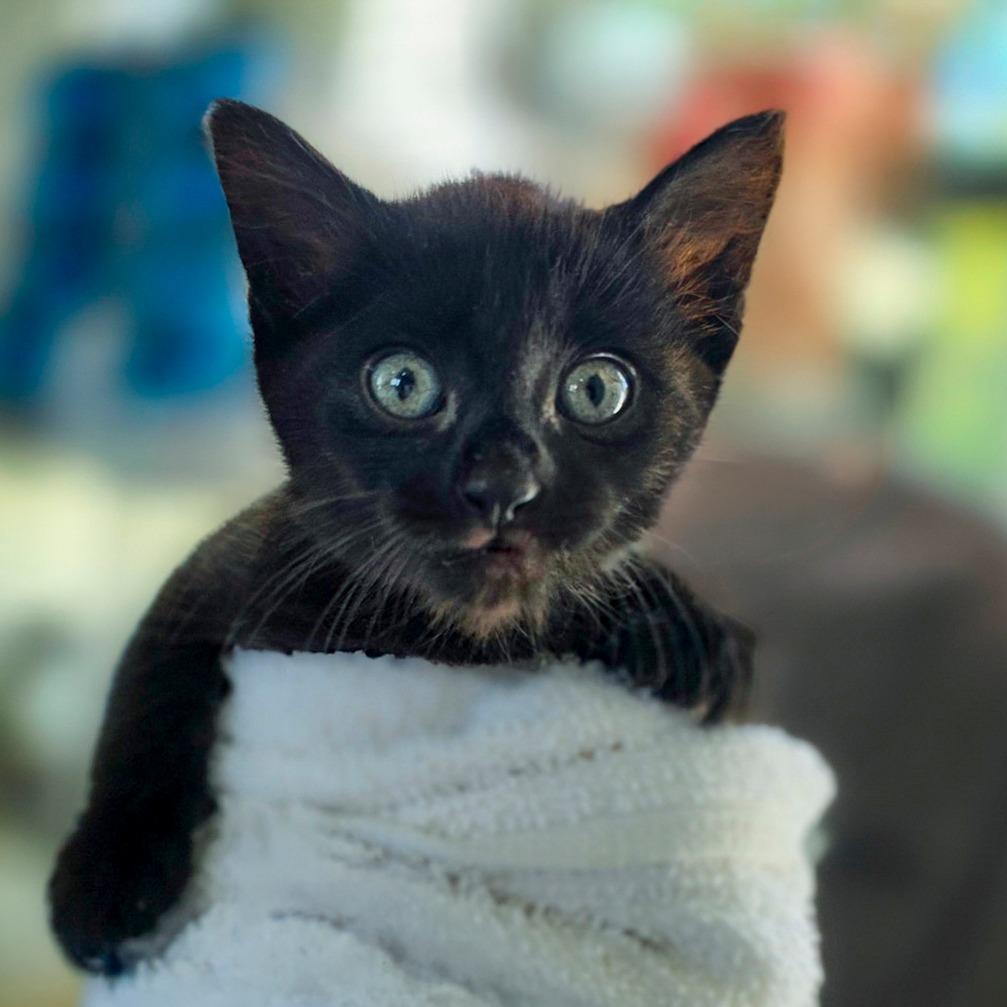 Maki, Adopted, Kitten Female Domestic Short Hair.