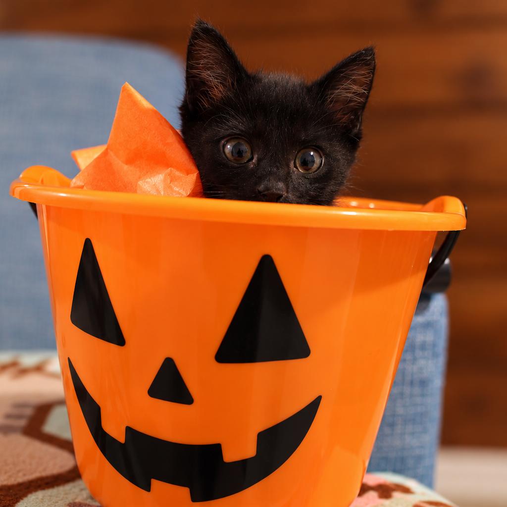 Enlarge Maki, a Adopted Domestic Short Hair in Chapel Hill, NC image 2/6
