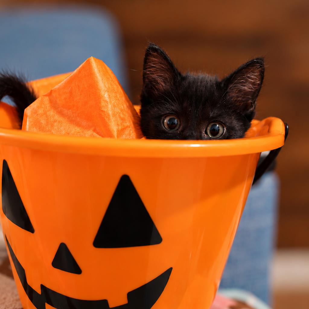 Enlarge Maki, a Adopted Domestic Short Hair in Chapel Hill, NC image 4/6