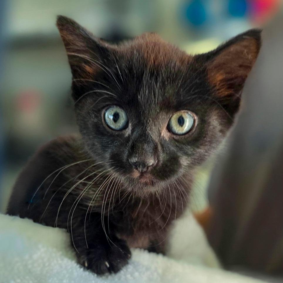 Enlarge Maki, a Adopted Domestic Short Hair in Chapel Hill, NC image 5/6