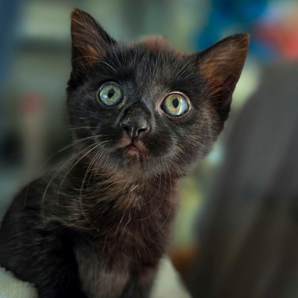 Enlarge Maki, a Adopted Domestic Short Hair in Chapel Hill, NC image 6/6