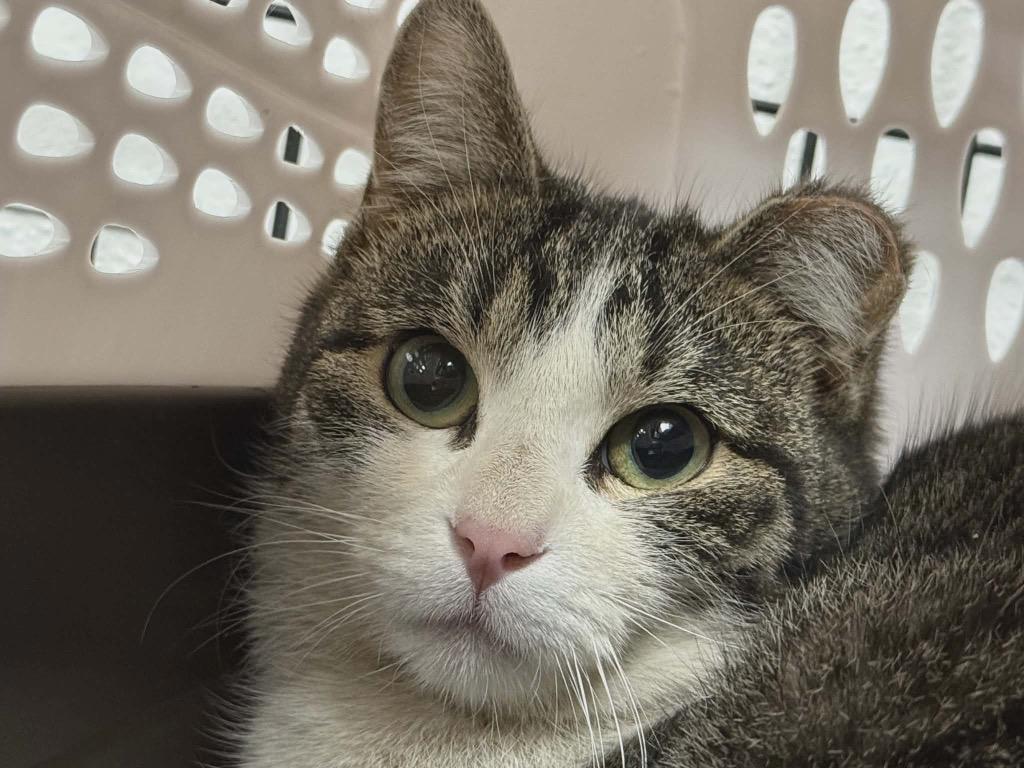 Enlarge LaiLah, a Adopted Tabby in Grand Junction, CO image 1/1