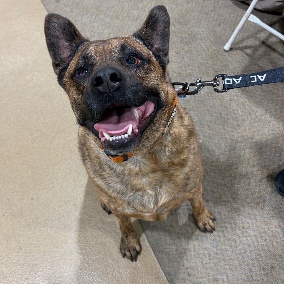 Enlarge Breeze, an adopted German Shepherd Dog in Arnold, MD image 1/6