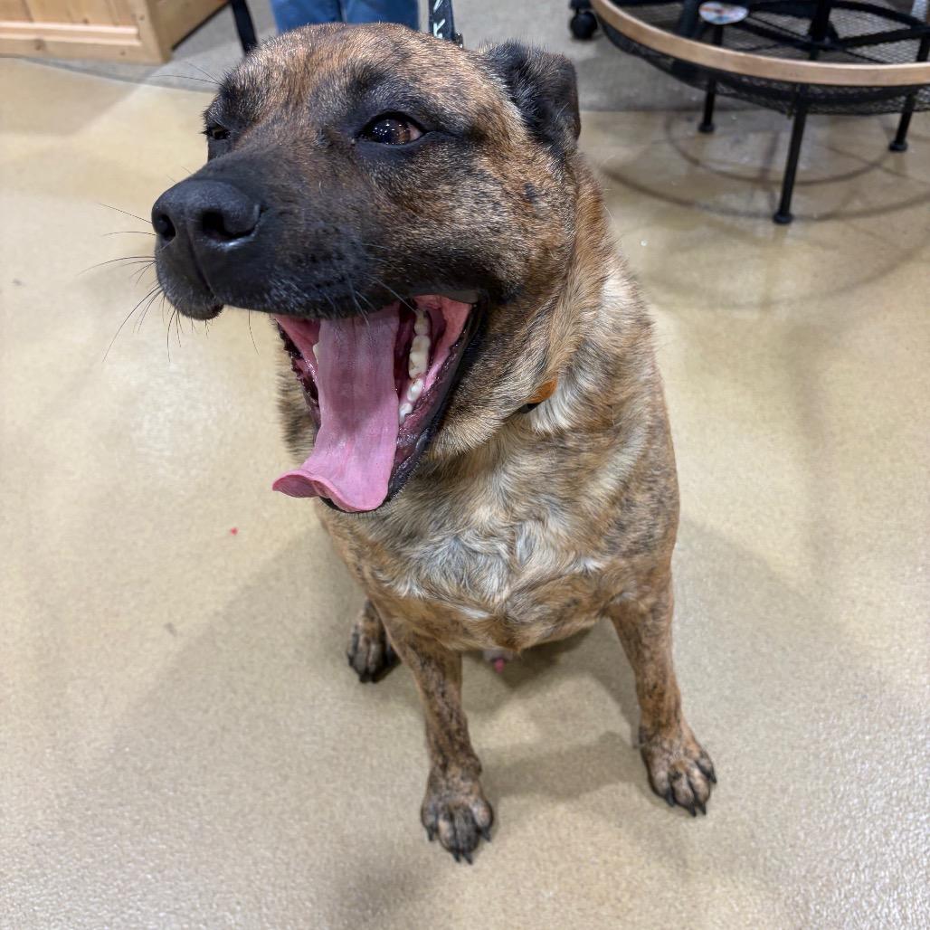 Enlarge Breeze, an adopted German Shepherd Dog in Arnold, MD image 6/6