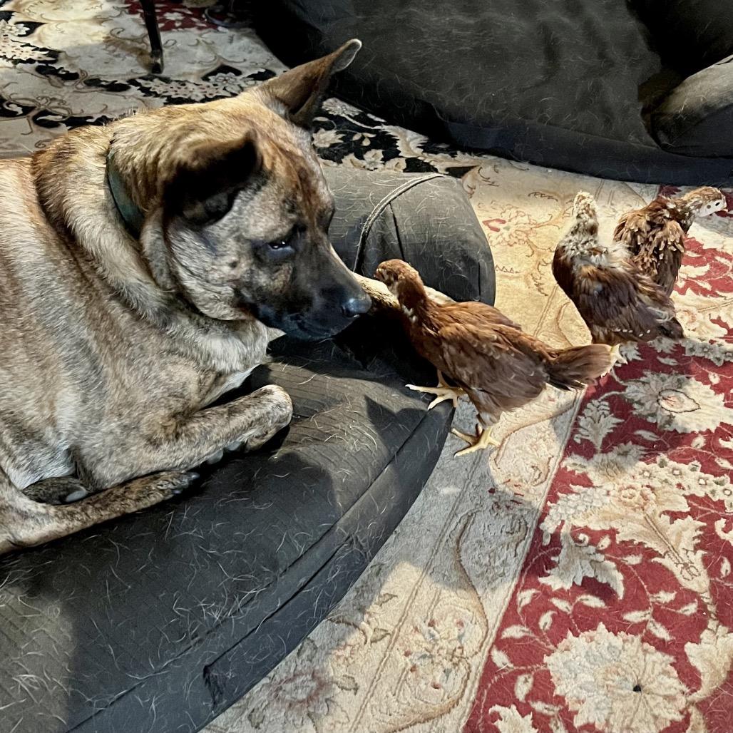 Breeze, a Adoptable mixed breed in Arnold, MD image 2/6