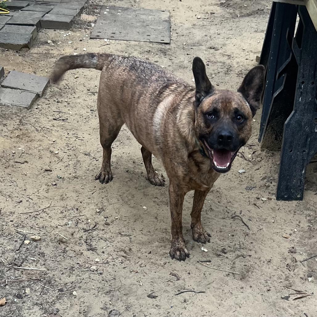 Breeze, a Adoptable mixed breed in Arnold, MD image 3/6