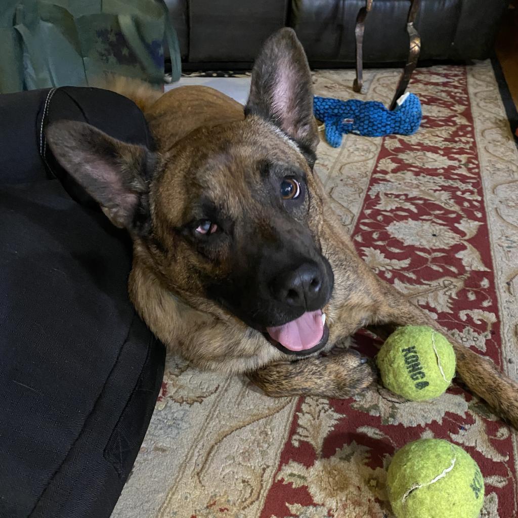 Breeze, a Adoptable mixed breed in Arnold, MD image 4/6