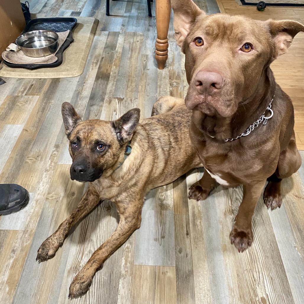 Breeze, a Adoptable mixed breed in Arnold, MD image 6/6