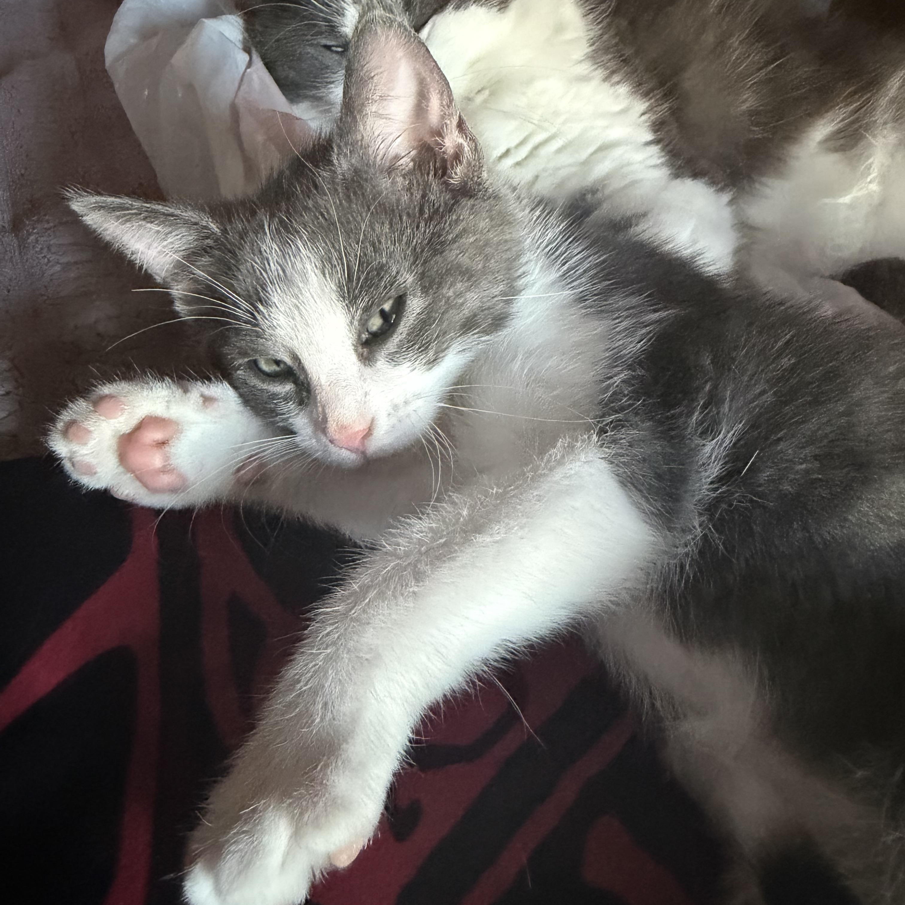 Enlarge Trouble, a Adoptable Domestic Short Hair in Indianapolis, IN image 4/4