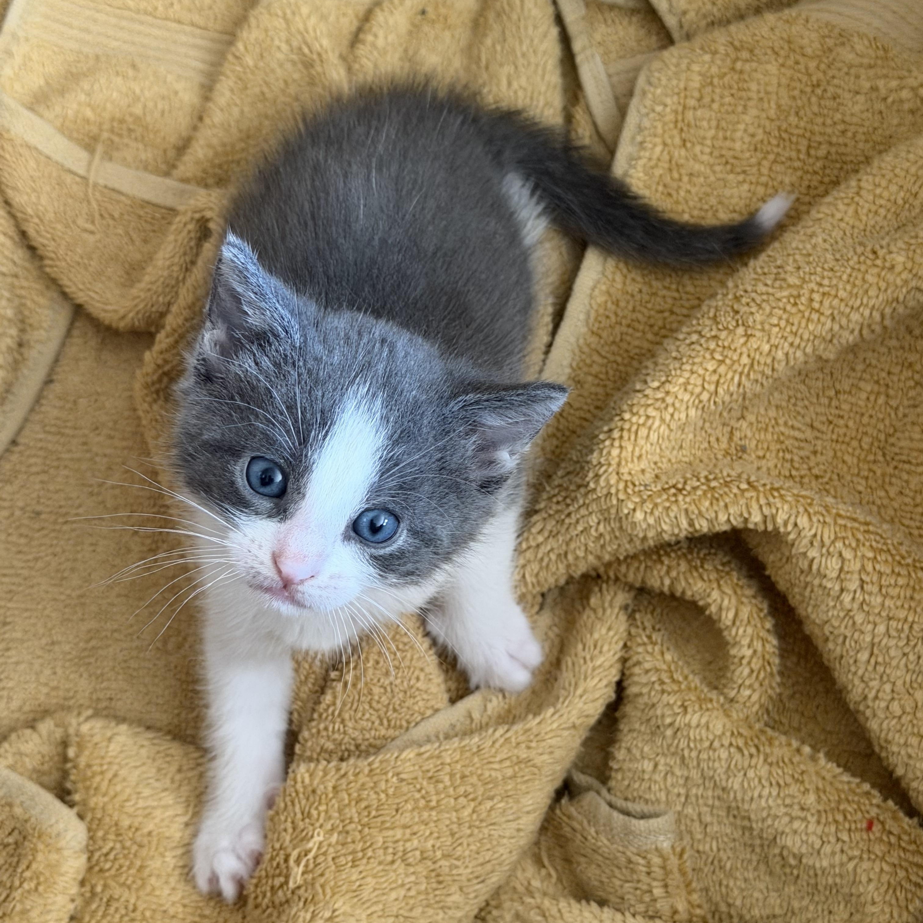 Grey Hair Rabbit Trouble - Adoptable Pet | Petfinder