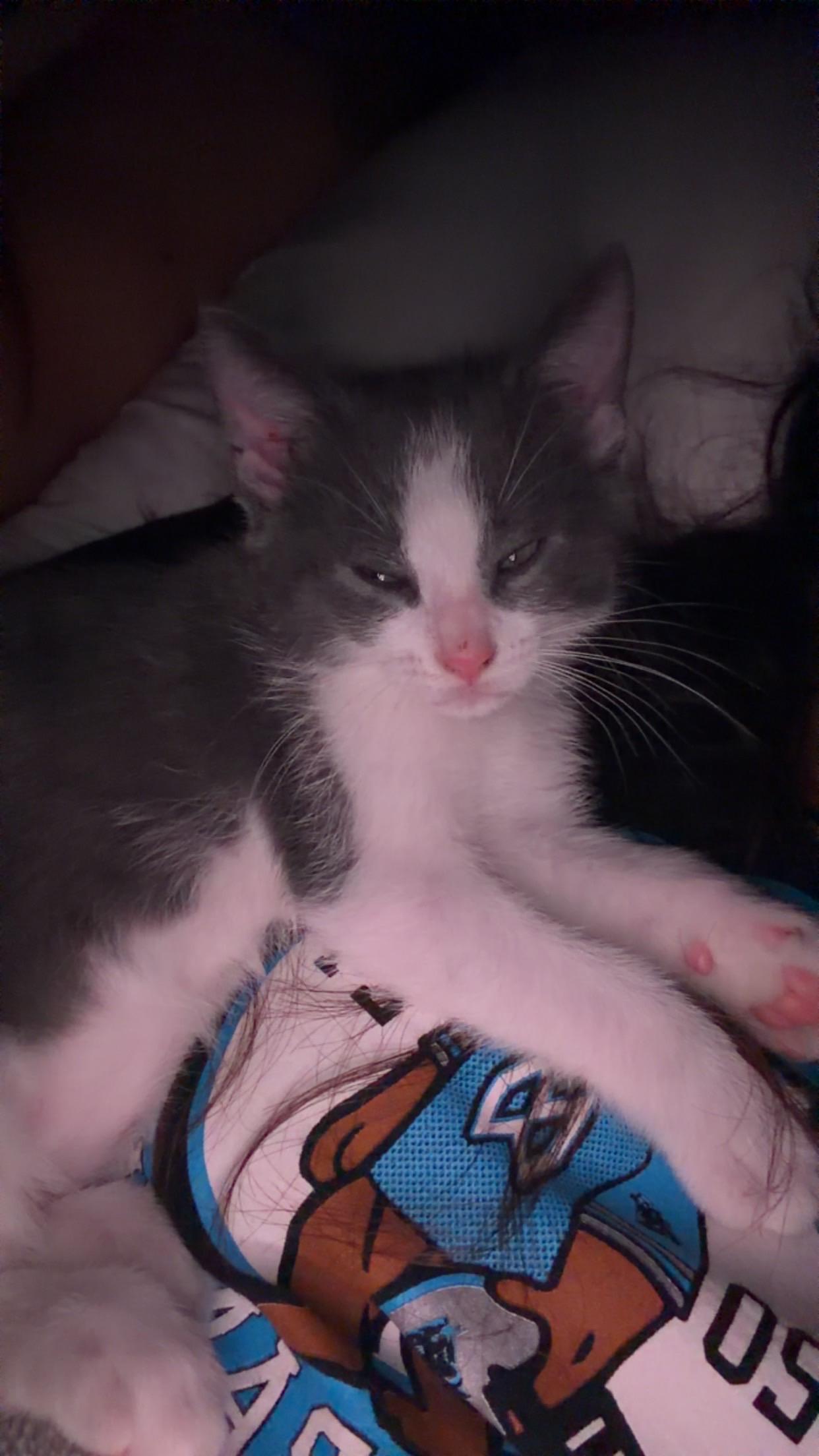 Enlarge Trouble, a Adoptable Domestic Short Hair in Indianapolis, IN image 2/4