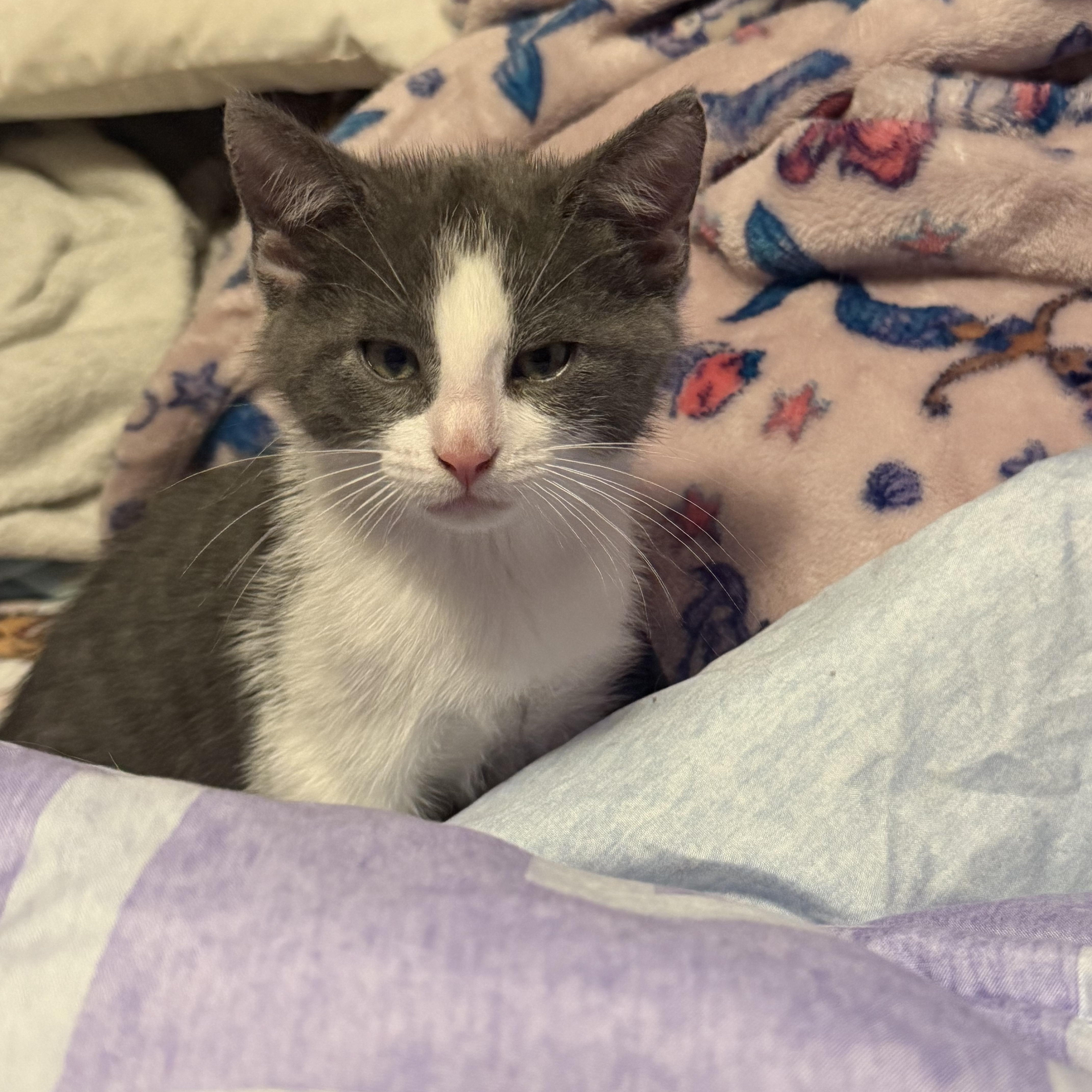 Grey Hair Rabbit Trouble - Adoptable Pet | Petfinder