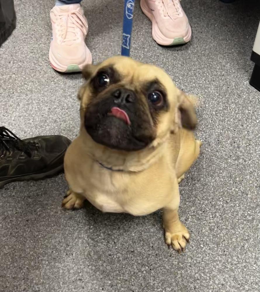 Pugsley, Adopted, Young Male Pug.