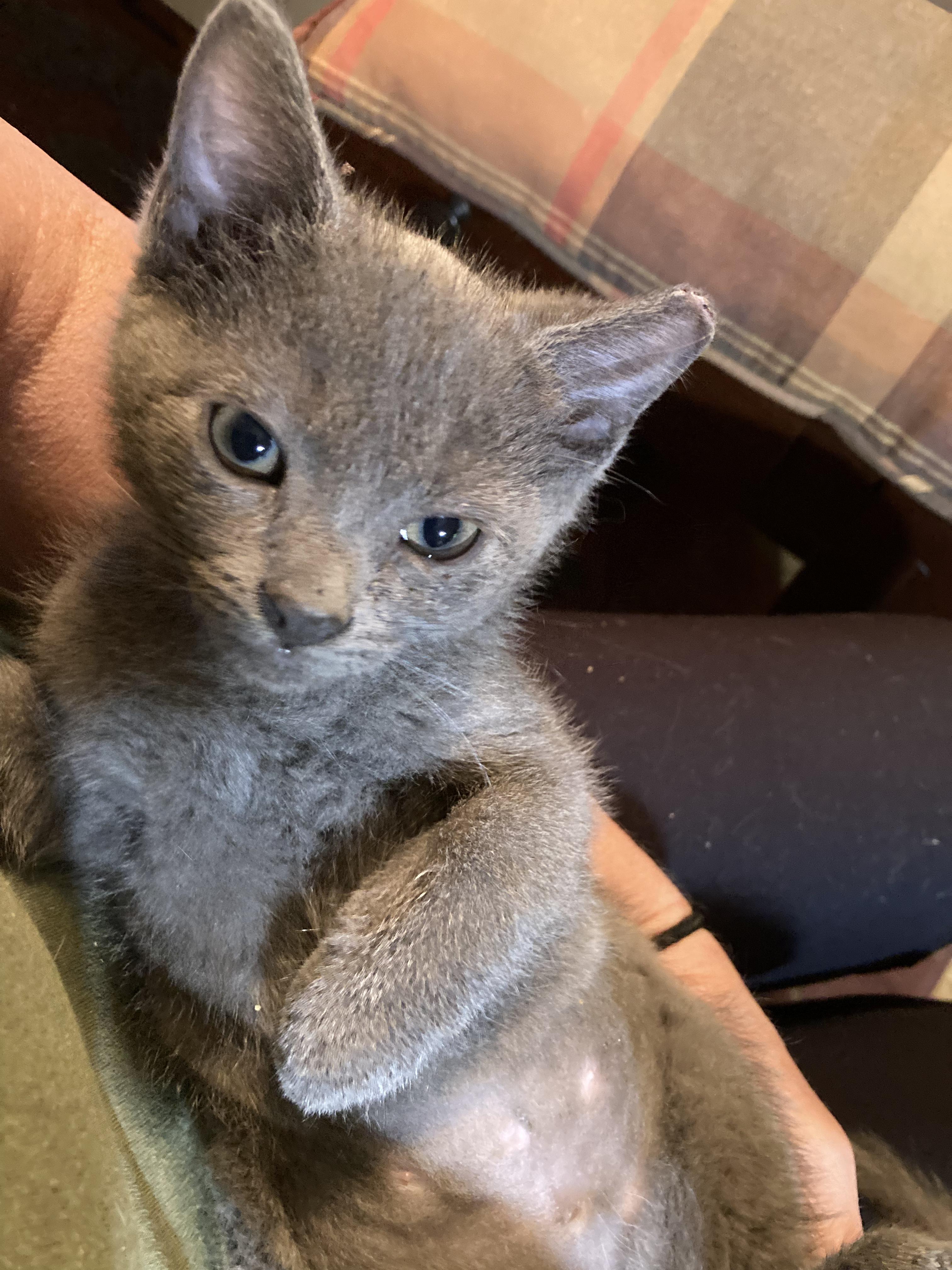 Enlarge Nadia, a ADOPTABLE Domestic Short Hair in Charlotte, NC image 3/3