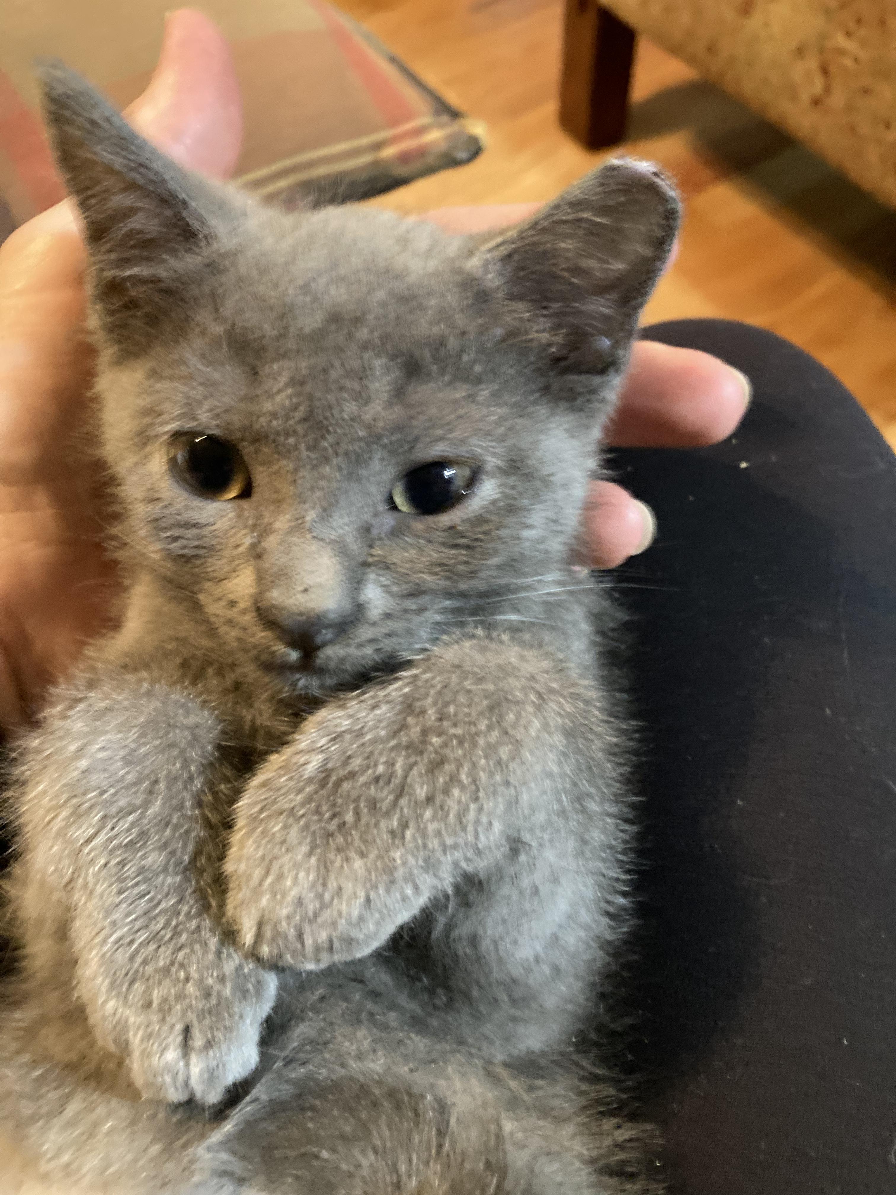 Enlarge Nadia, a ADOPTABLE Domestic Short Hair in Charlotte, NC image 2/3
