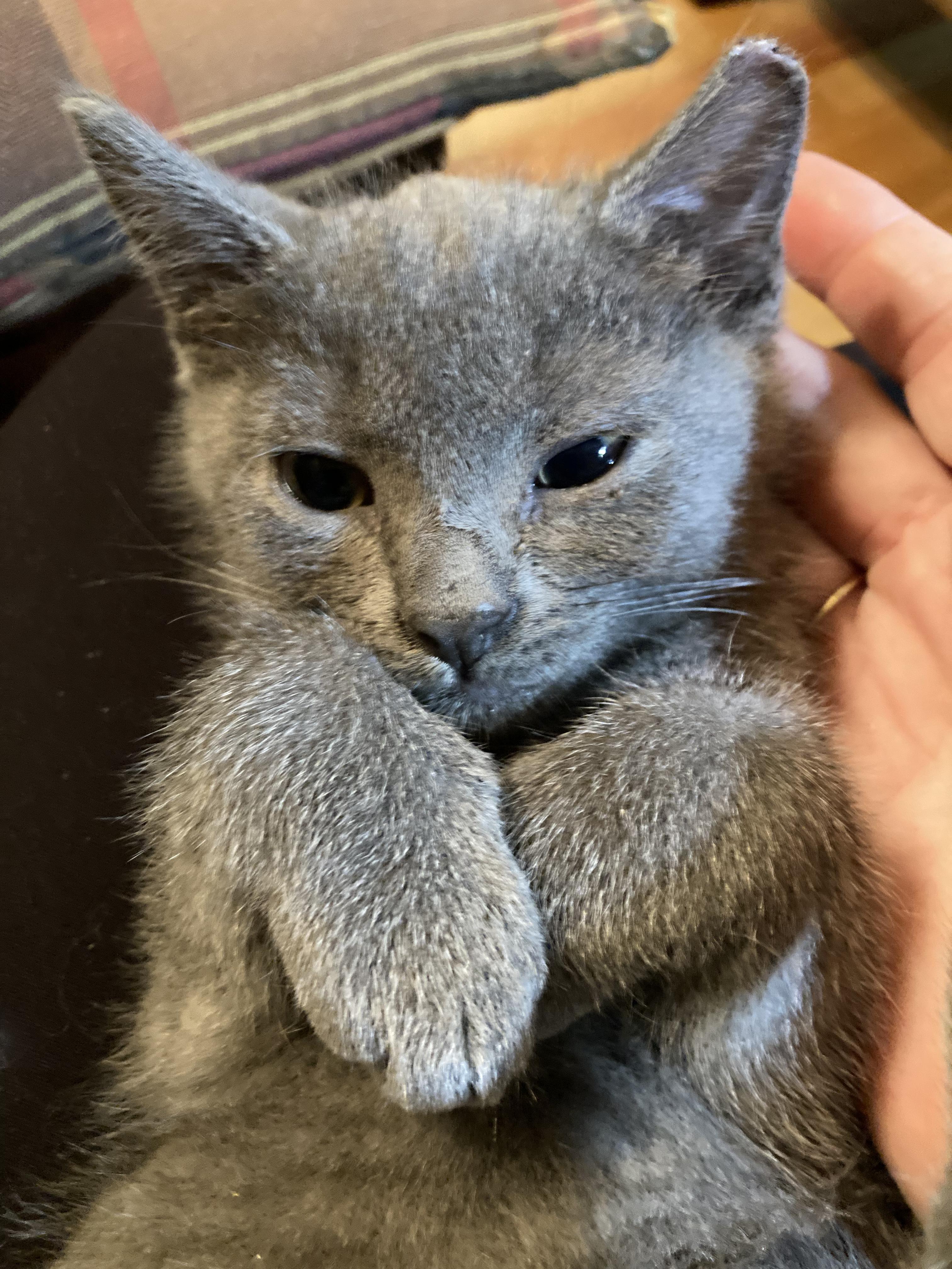 Nadia, ADOPTABLE, Kitten Female Domestic Short Hair.