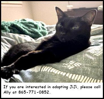 JiJi, Adoptable, Adult Male Domestic Short Hair.