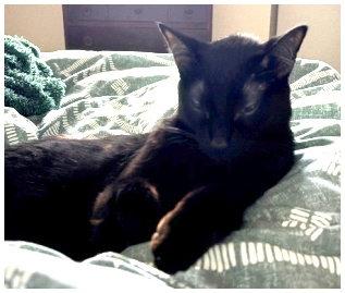 JiJi, a Adoptable Domestic Short Hair in Oak Ridge, TN image 2/3