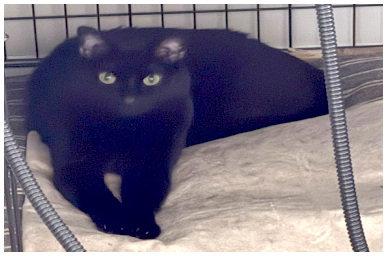 JiJi, a Adoptable Domestic Short Hair in Oak Ridge, TN image 3/3