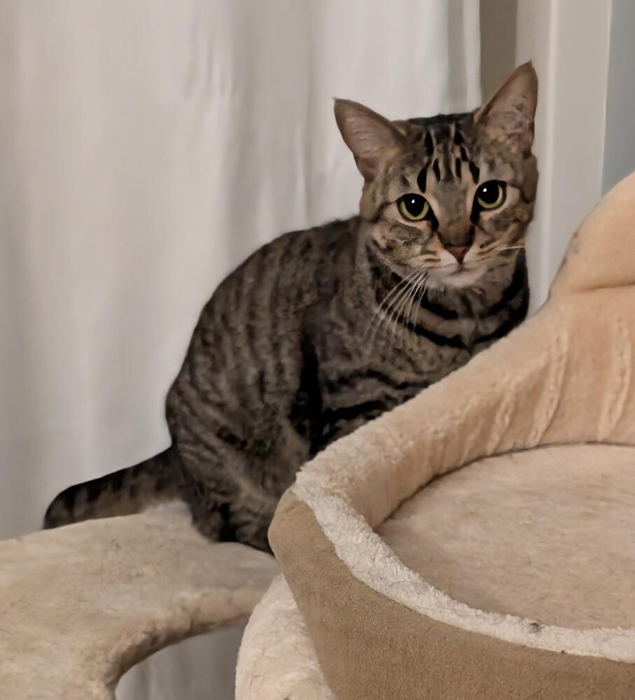 Sally, Adoptable, Young Female Domestic Short Hair & Tabby.