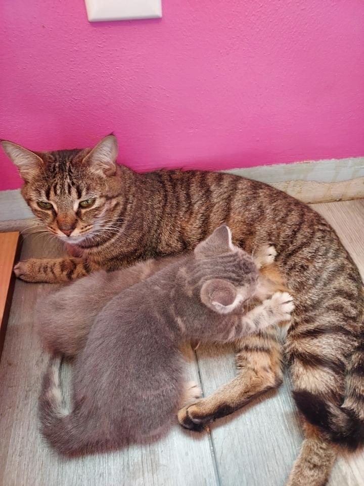 Enlarge Sally, a Adoptable mixed breed in Springdale, PA image 2/6