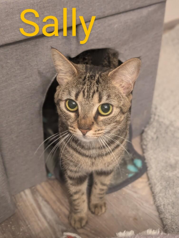 Enlarge Sally, a Adoptable mixed breed in Springdale, PA image 3/6