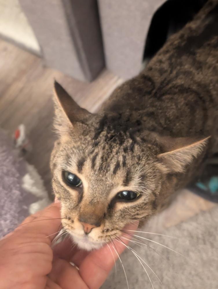 Enlarge Sally, a Adoptable mixed breed in Springdale, PA image 5/6