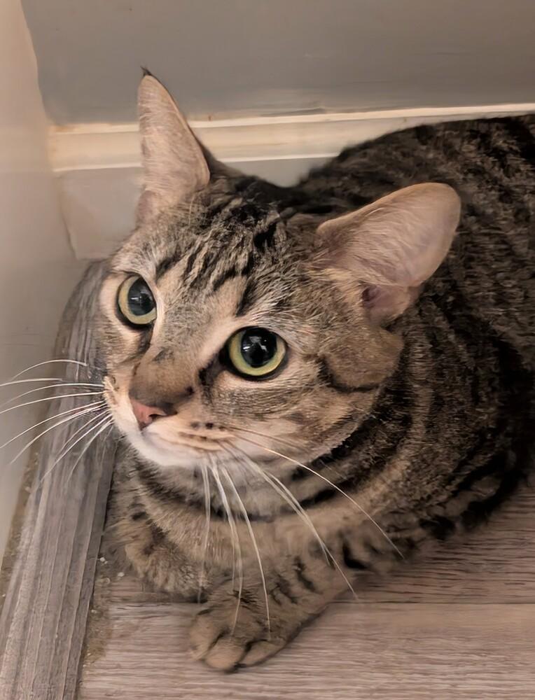 Enlarge Sally, a Adoptable mixed breed in Springdale, PA image 6/6